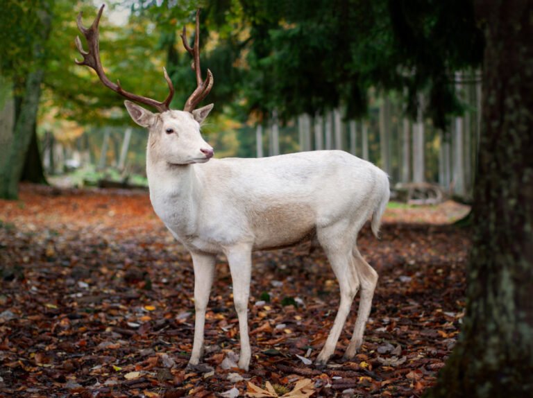 Viewers Awed By Rare Beauty Of Albino Deer