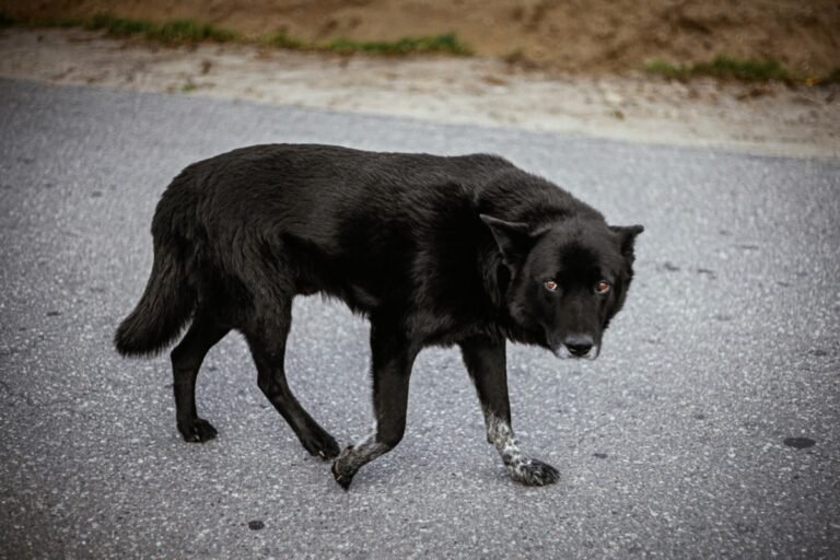 Dog's Rescue Story After Being Dumped on Busy Highway Has Us in Our Feelings