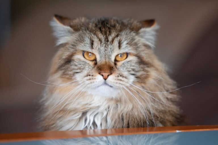 Funny Siberian Cat Brothers Won’t Stop Pouncing on Each Other Like Roughhousing Human Siblings