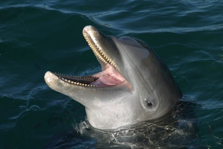 Moment Dolphin Gives Birth to Calf Captured in Jaw-Dropping Video