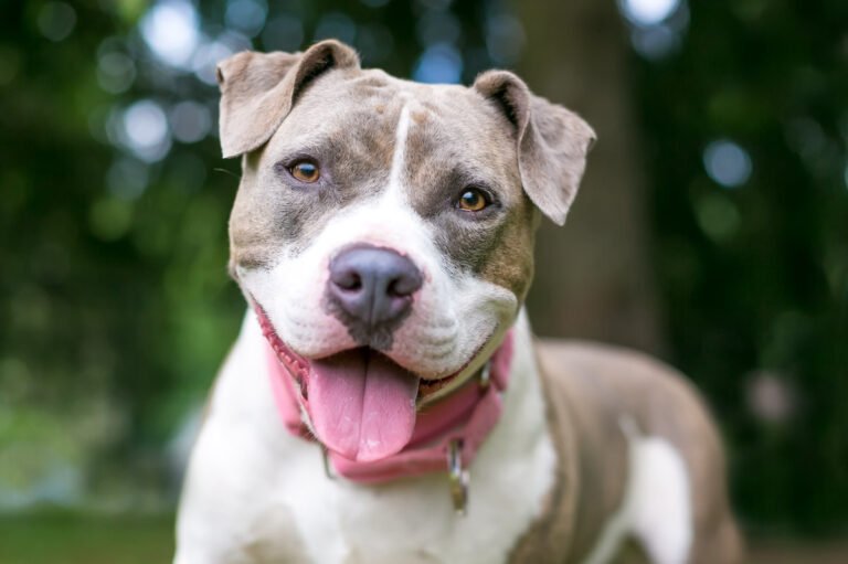 15-Year-Old Foster Dog Steals Hearts With Unexpected Kitchen Thievery