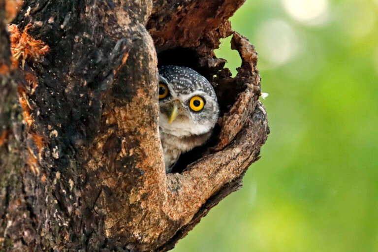 250+ Adorable Owl Names for Your Feathered Friend