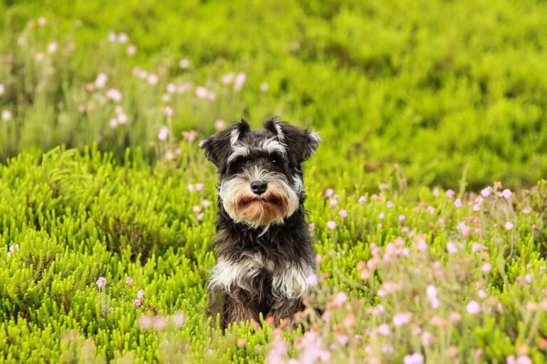 Tiny Puppy's Wagging Tail Reaches Turbo Speed When Mom Showers Him in Kisses