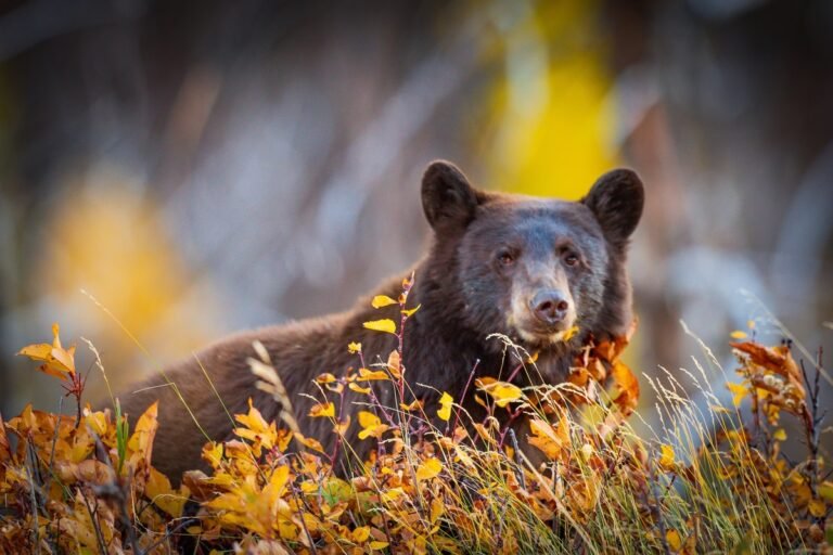 This Bear Spent Years With a Lid on Its Neck Until Rescuers Stepped In