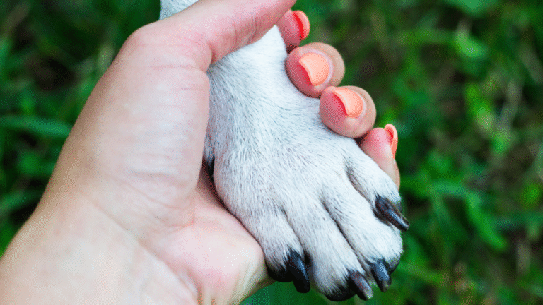 Dog Getting Massage From Grandma Shows Him Practically in Heaven