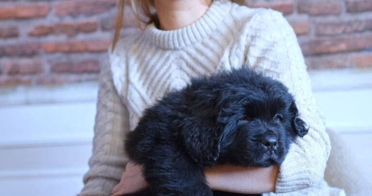 Newfie Puppy's Incredible Growth in Just 8 Weeks Has Everyone Shocked