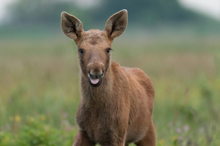Moment Young Moose Calf Is Reunited with Mom After Getting Trapped is Everything