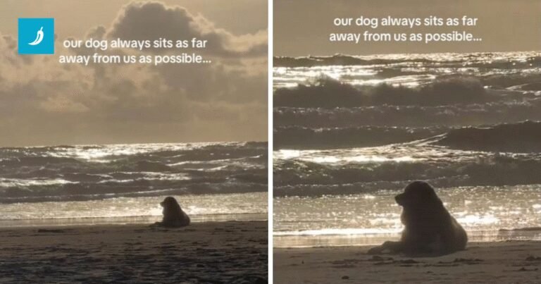 Obitelj je uživala u druženju, no njihova retriverica imala je drugi plan