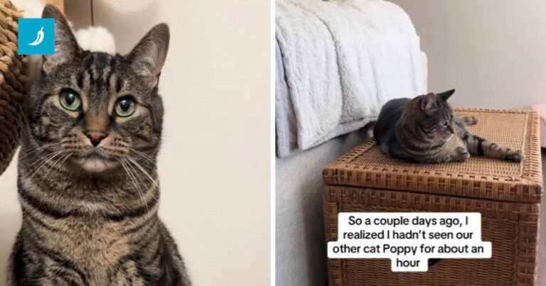 Mačak Milo prozvan je “zlim genijem”, pogledajte kako se pokušava riješiti sestre