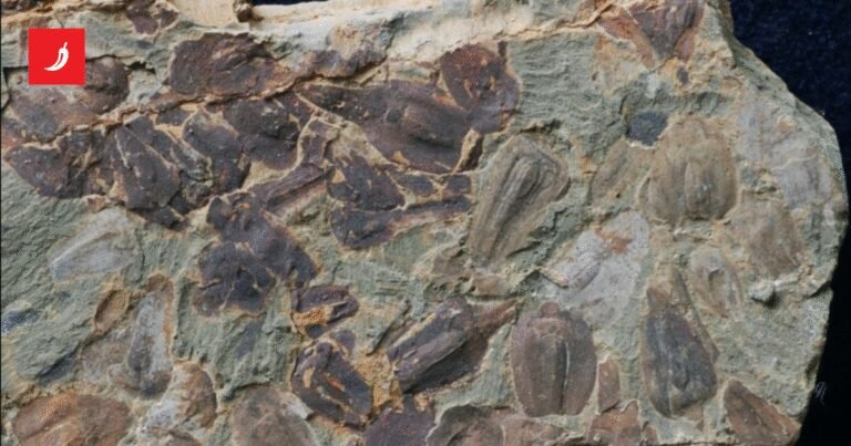 Zemljom je 5 milijuna godina vladala smrtonosna vrućina. Fosili objašnjavaju zašto