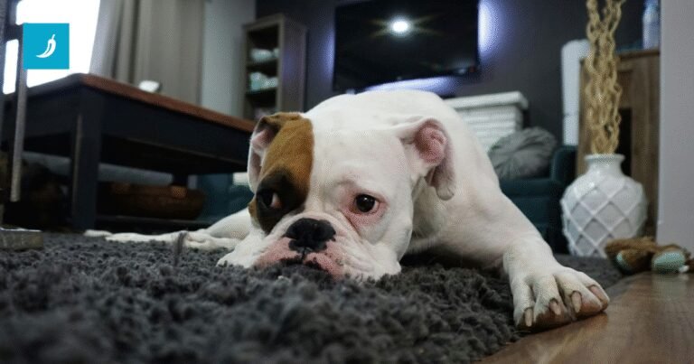 Kako znati ima li pas unutarnje parazite?