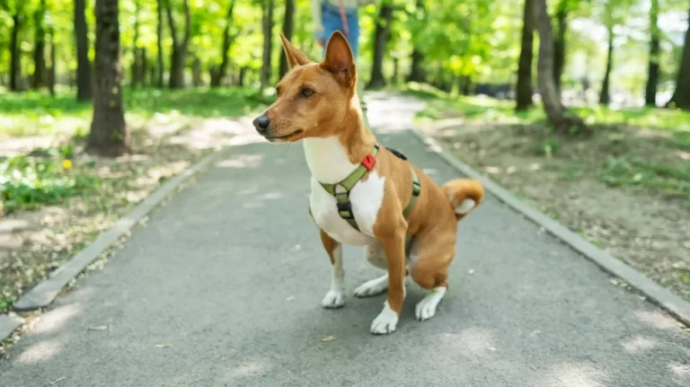 Ovi psi ne laju i gotovo nemaju miris, a rijetko se i linjaju: Ljudi ih obožavaju