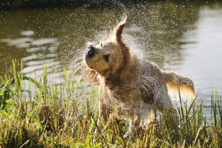 Precious Golden Retriever Insists on Swimming in the ‘Duck Pond’ Like He’s One of the Gang
