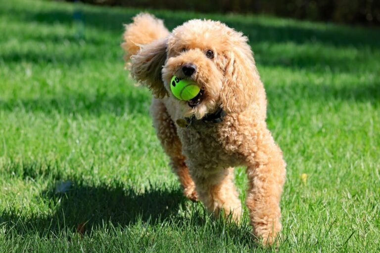 Goldendoodle Playing in His Ball Pit Equals Epic-Level Fun