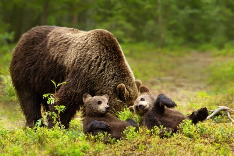 Mama Bear and Cubs Playing on Golf Course Is Total Cuteness Overload