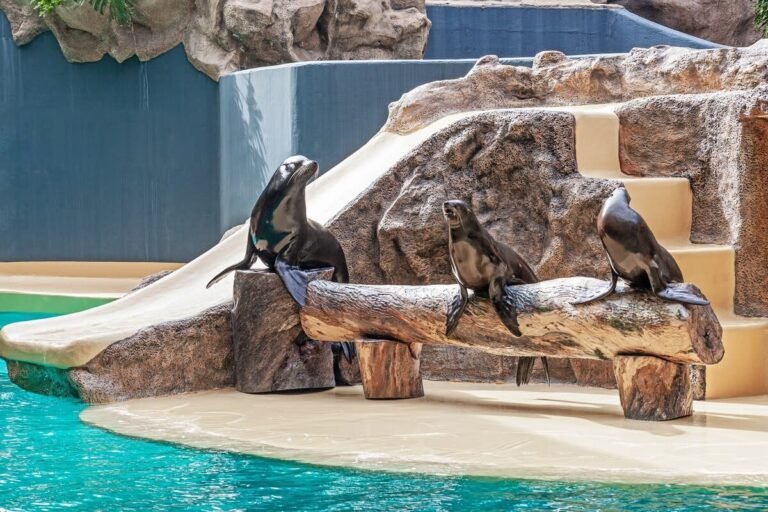 Precious New Sea Lions at the Denver Zoo Have Everyone Enchanted