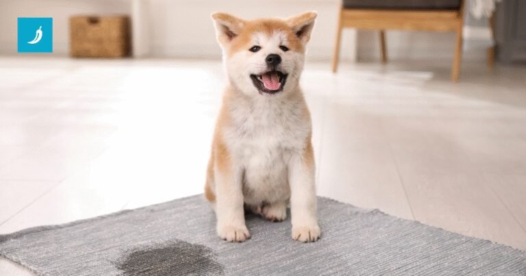 Zašto pas mokri po kući i kako to spriječiti?