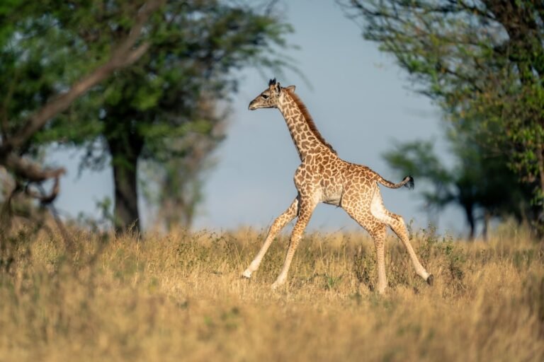 Baby Giraffe Gets Case of the Zoomies and It's Too Cute to Resist
