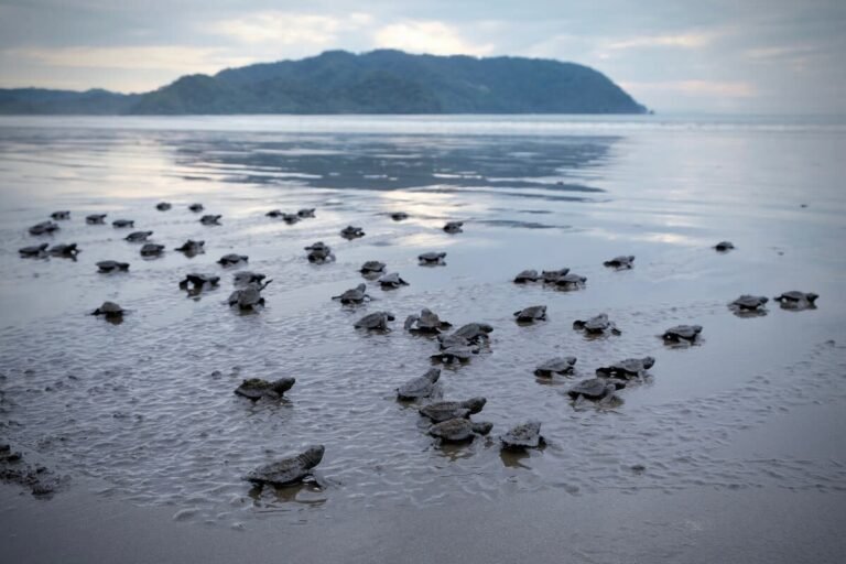 Baby Sea Turtles’ Epic Journey Into the Ocean Has People Cheering