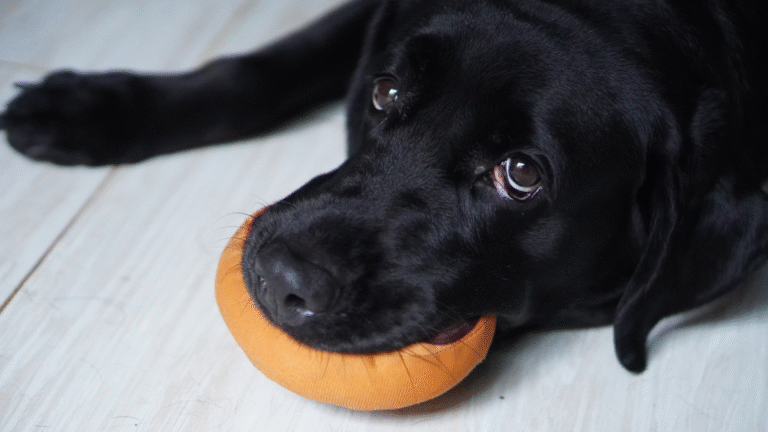 Labrador Retriever With ‘Emotional Support Carrot’ Is the Definition of Perfection