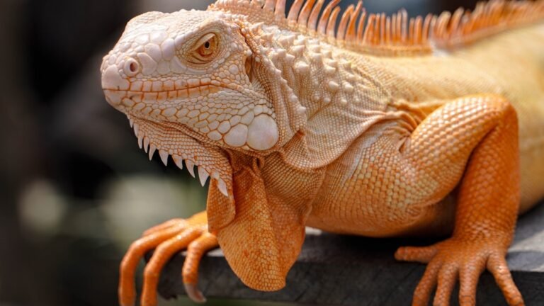 Iguana Invasion Turns Pool Party Into Total Jurassic Panic