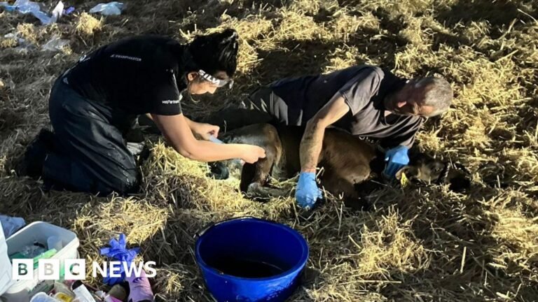 Cheshire farmer backs change to policing rural dog attacks