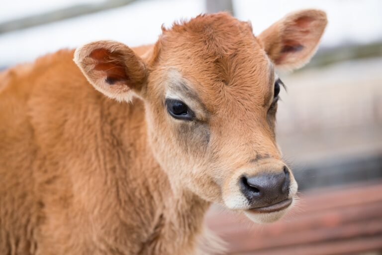 Concerned Farm Animals Sweetly Watching Over Sick Little Boy Are Melting Hearts