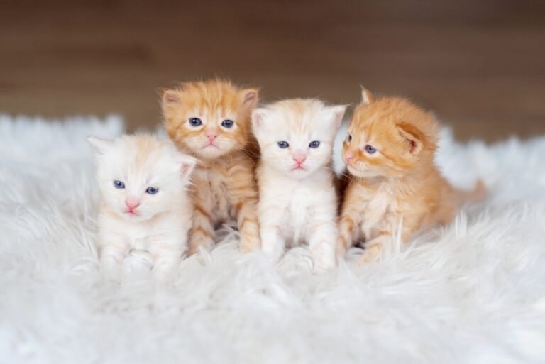 Cat’s Reaction to Foster Kittens Leaving Is Breaking Hearts Everywhere