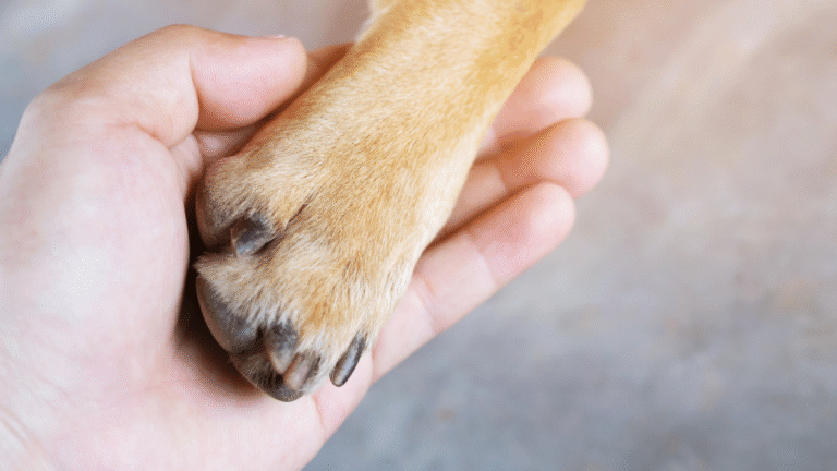 Boxer Saying Goodbye to Beloved Sibling Before She Passes Is Giving Us All the Feels
