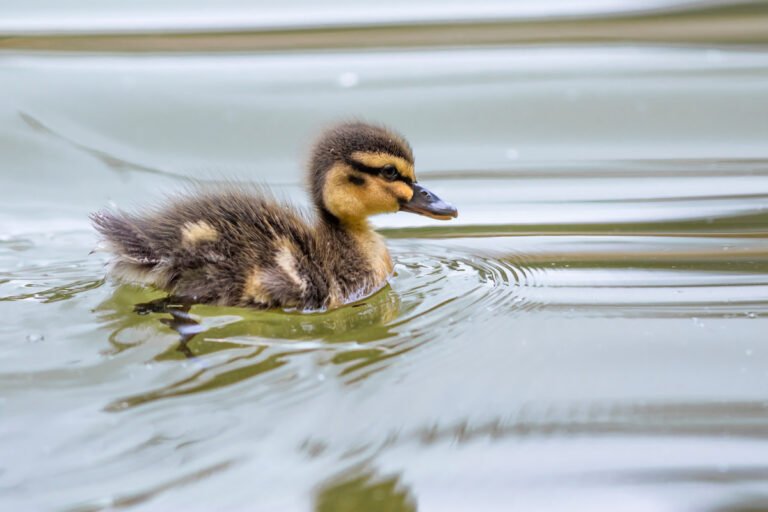 Duckling's Priceless Pool Zoomies While Siblings Watch in Disbelief Are Every Parent's Nightmare