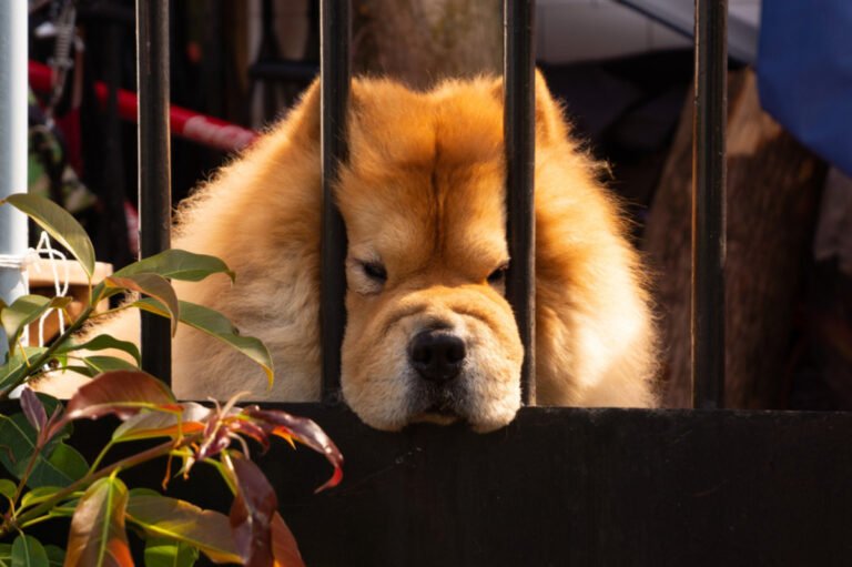Devastated Chow Chow 'Won't Even Get Up' Out of Sadness Over Being Surrendered