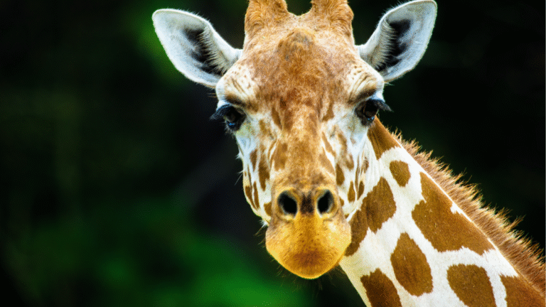Giraffe and Rhino Become Daily Walking Buddies and It's Straight Out of a Movie