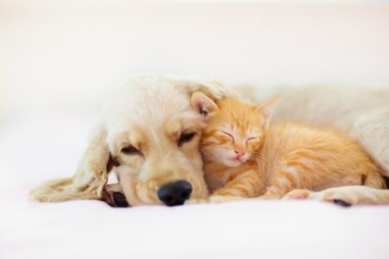 Cat Stepping in to ‘Co-parent’ Golden Retriever Pup Is Cuteness Overload