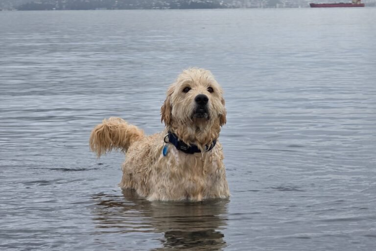Goldendoodle Who Learned to Climb Up Boat Ladder Proves Safety Can Also Be Fun