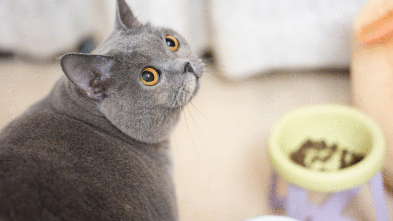 Humans Are Stunned by Mystery Cat Chowing Down at Their Pet’s Food Bowl