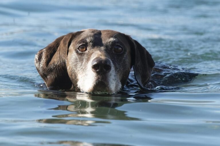 Dubrovniku manjka ‘pet friendly’ plaža: veterinarka upozorava vlasnike pasa na veliku opasnost kad ih kupaju u moru