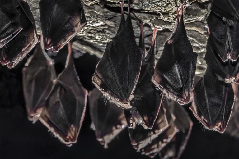 Doba je okota malih netopira: nema azila za bebe šišmiše, ali ih možemo vratiti mami