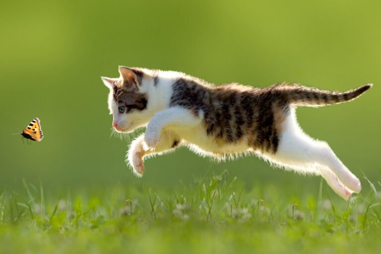 Kittens' Gentle Interaction with a Butterfly in the Most Special Place Is Moving People To Tears
