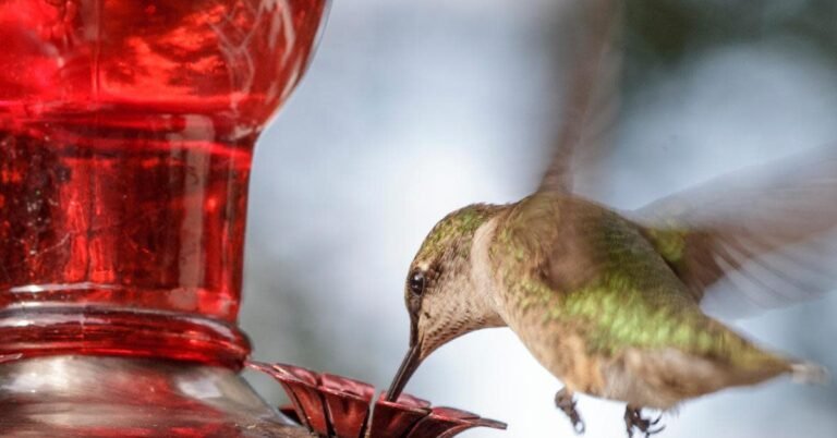 Excited Little Hummingbird Can't Wait for Woman to Finish Making His Food