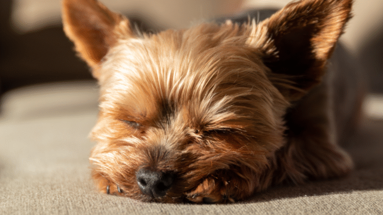 Yorkie’s Strange Resting Spot After 4-Mile Hike Is Too Precious